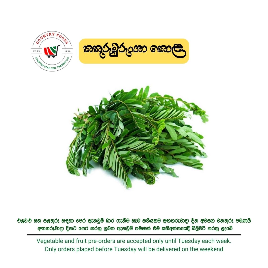 Kathurumurunga Leaves  Kathurumurunga Kola